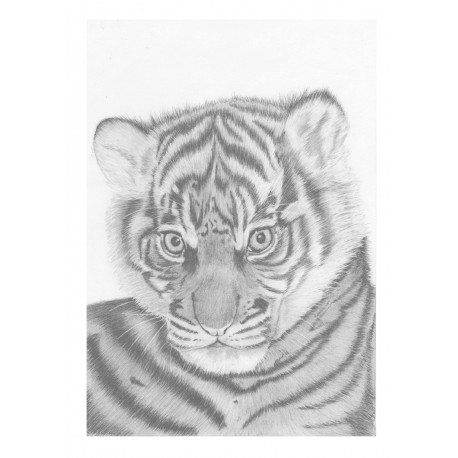 Pack of 6 Tiger Notelets