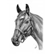 Pack of 6 Horse Notelets