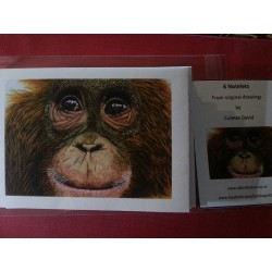 Pack of 6 Monkey Notelets